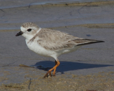 Piping Plover in winter plumage. photo credit: Scott Hecker