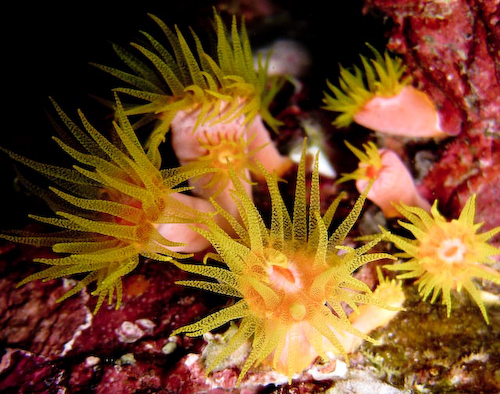 Photo: Marine Conservation Cambodia