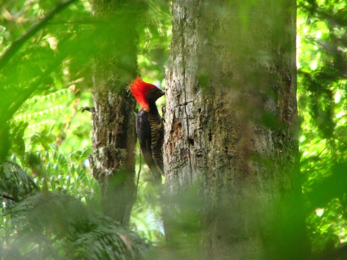 The Helmeted Woodpecker is one of the beneficiaries of this project. photo: Luis Pagano