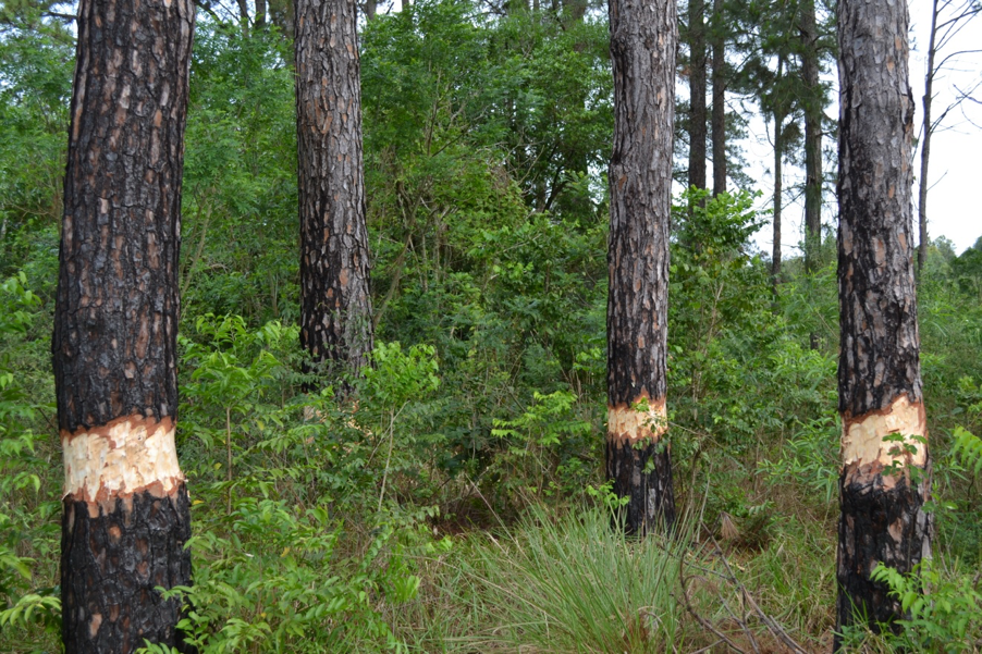 Girdling of invase pine tress.  photo: Nestor Damián Fariña