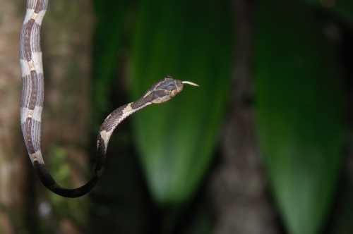 Blunthead tree snake eating a blotchbelly anole at Canandé Reserve (credit: Carlos R. Garcia)