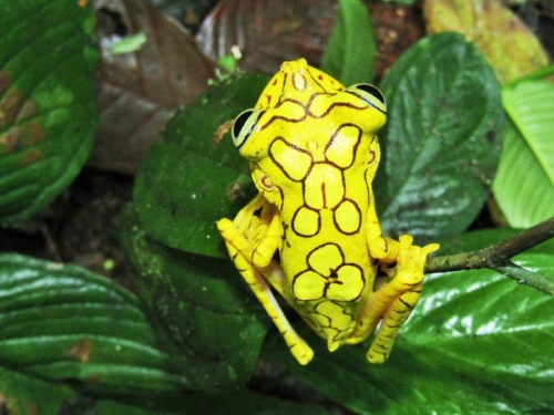 Chachi tree frog at Canandé Reserve (credit: Jorge Zambrano)