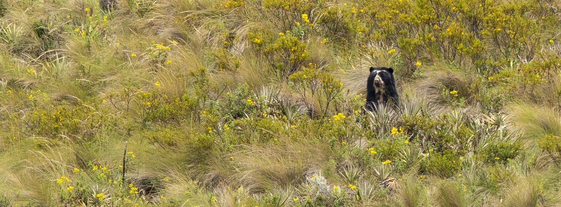 spectacled bear habitat